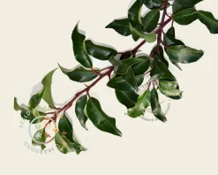 Prunus lusitanica 'Brenelia' - meerstammig