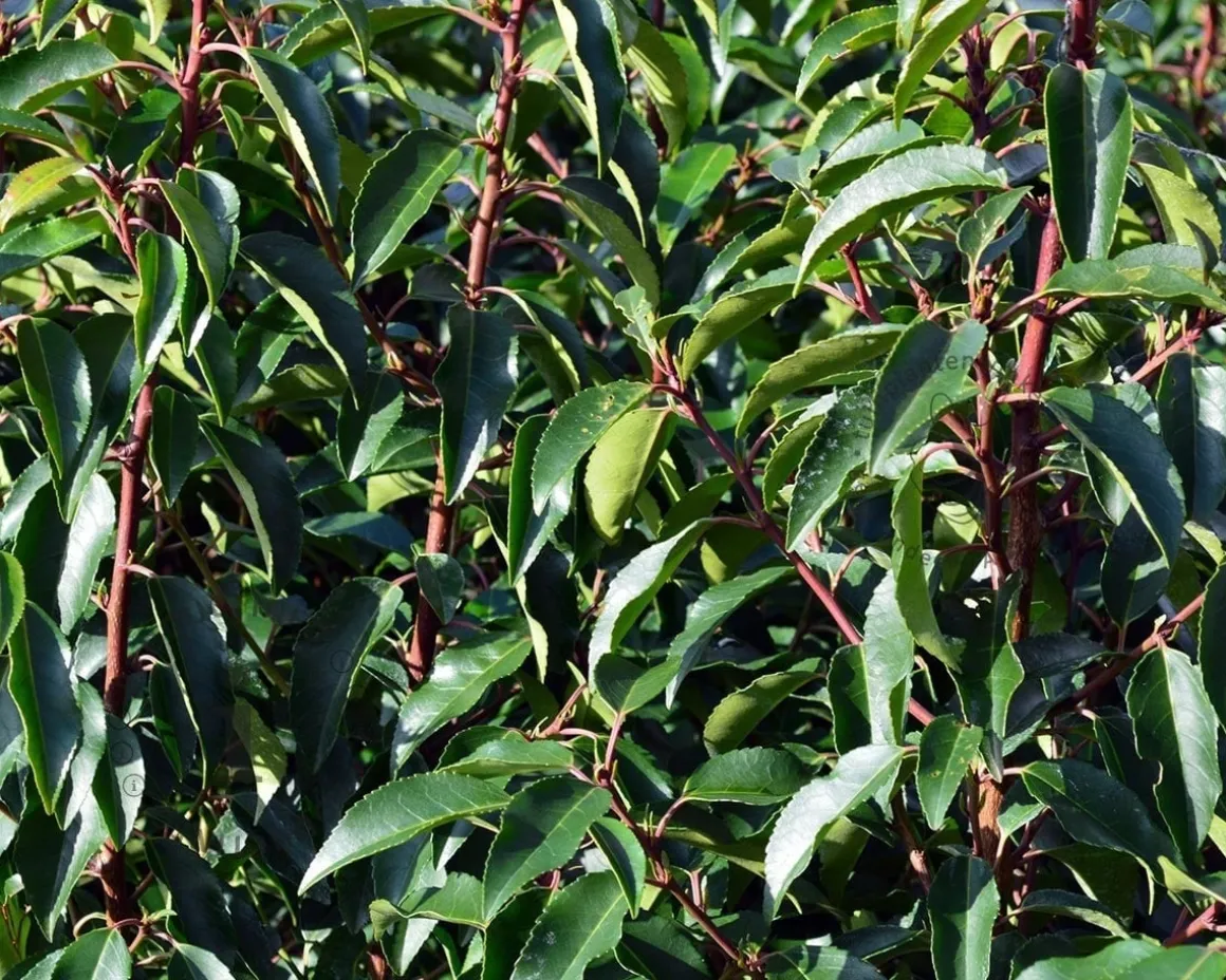 Prunus lusitanica 'Brenelia' - meerstammig