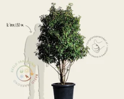 Prunus lusitanica 'Brenelia' - meerstammig