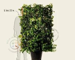 Prunus lusitanica 'Tico' - In rek 110x160 cm