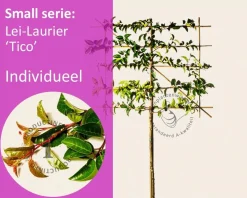 Prunus lusitanica tico leiboom - Rek 120x90 cm