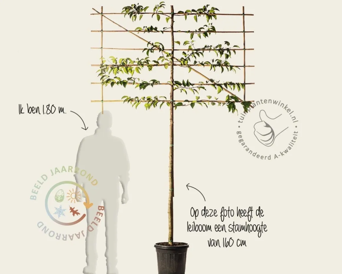 Prunus lusitanica tico leiboom - Rek 180x110 cm