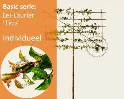 Prunus lusitanica tico leiboom - Rek 180x110 cm
