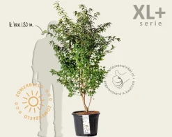 Prunus nipponica 'Brillant' - XL+