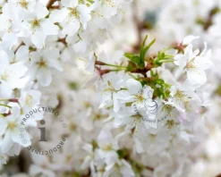Prunus nipponica 'Brillant' - XL+