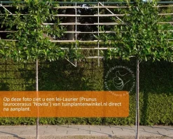 Prunus novita leiboom - Rek 180x110 cm