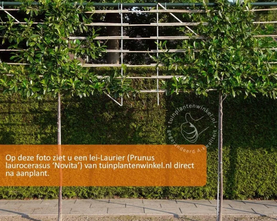 Prunus novita leiboom - Rek 180x110 cm
