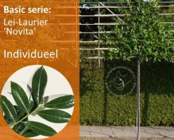 Prunus novita leiboom - Rek 180x110 cm
