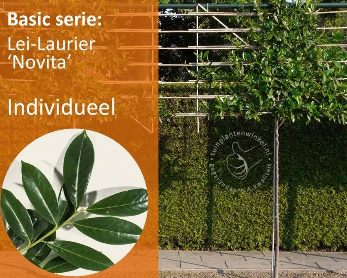 Prunus novita leiboom - Rek 180x110 cm