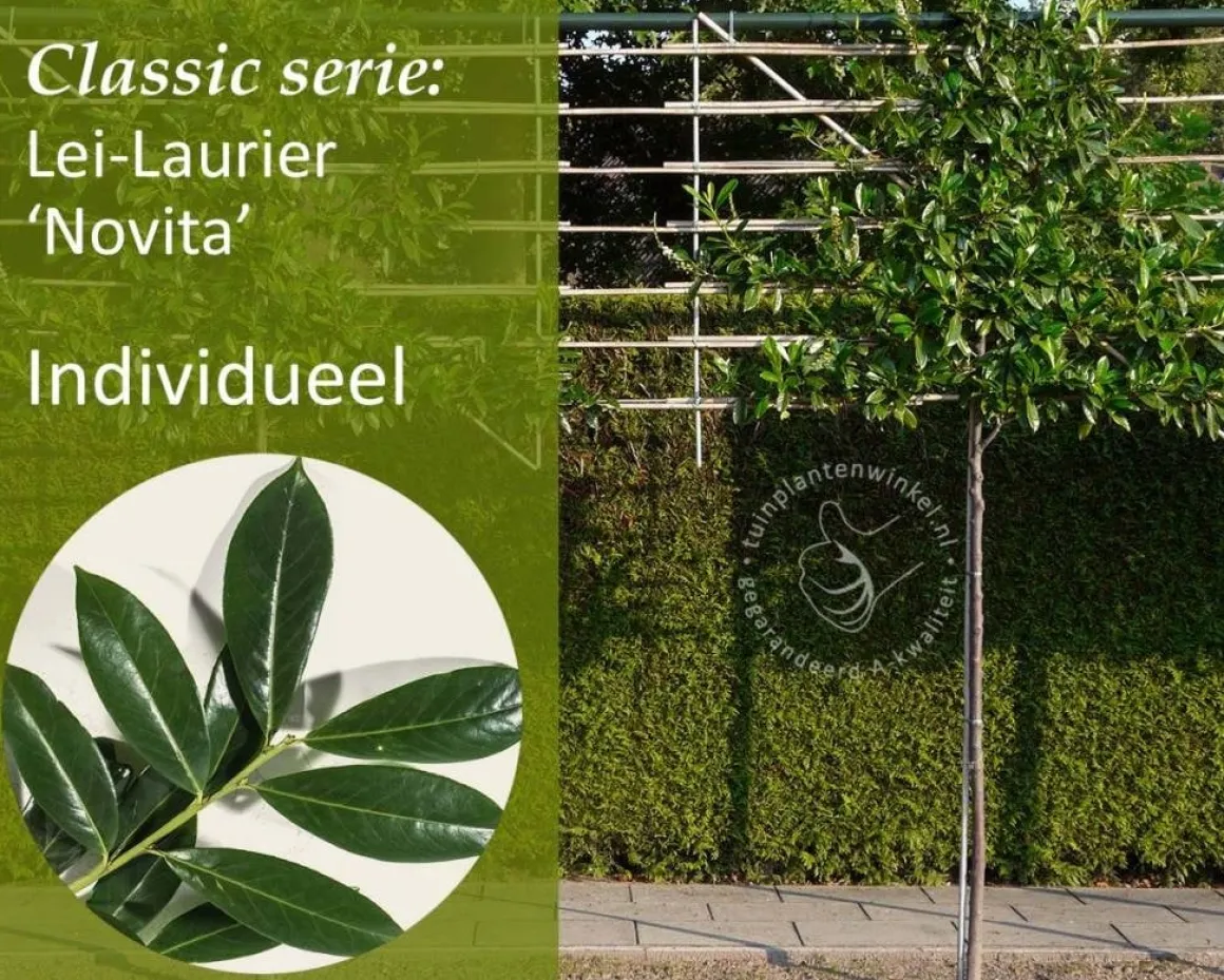Prunus novita leiboom - Rek 200x130 cm