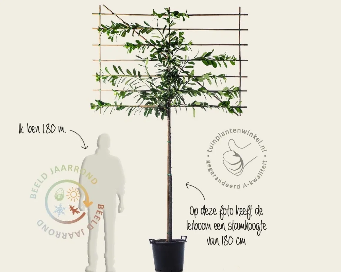 Prunus novita leiboom - Rek 200x130 cm