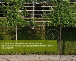 Prunus novita leiboom - Rek 200x130 cm