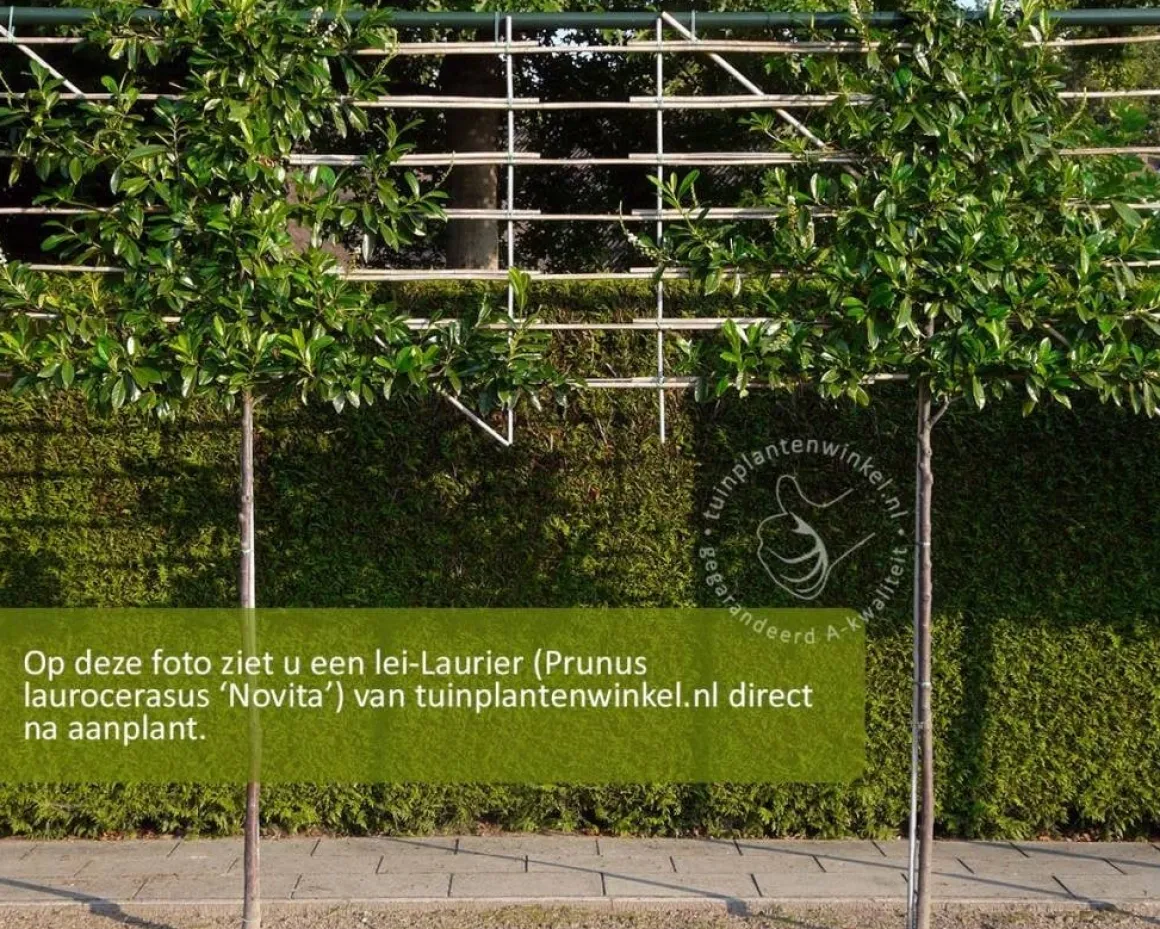 Prunus novita leiboom - Rek 200x130 cm