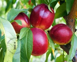 Prunus nucipersica 'Flavortop' - mini