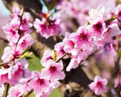 Prunus nucipersica 'Flavortop' - laagstam