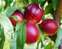 Prunus nucipersica 'Flavortop' - halfstam