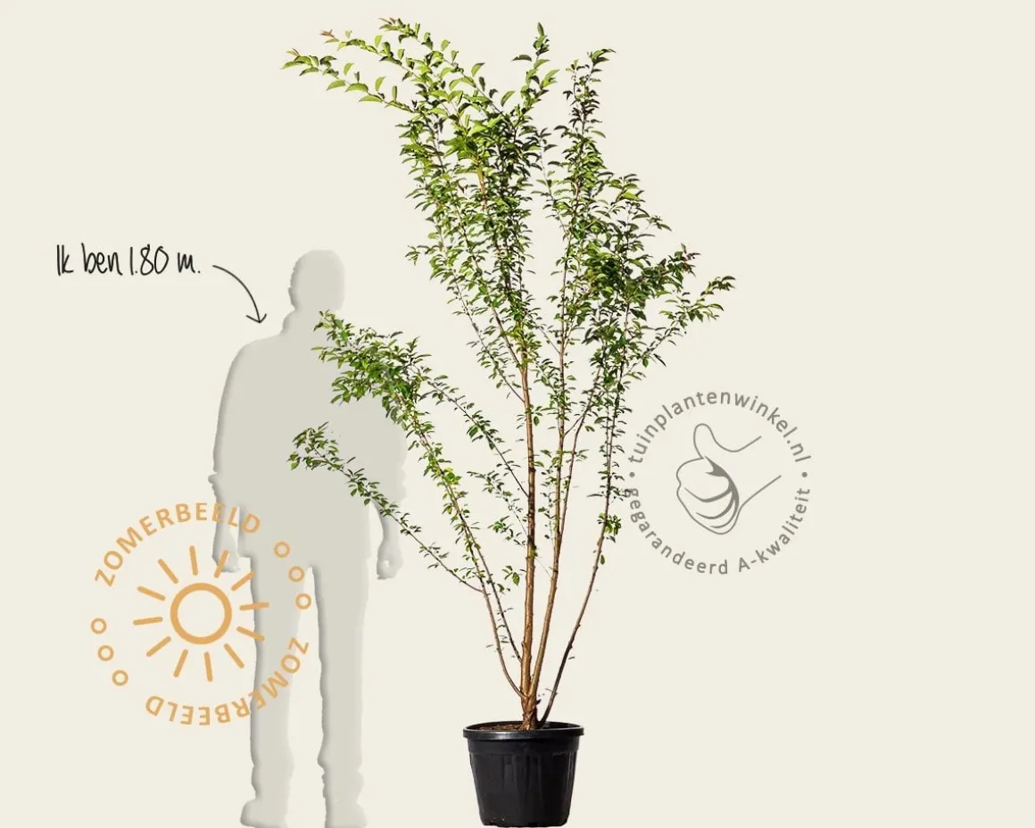 Prunus 'Pandora' - meerstammig