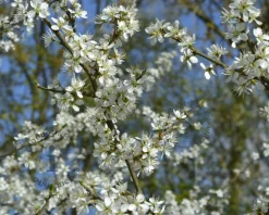 Prunus 'Pandora' - meerstammig