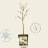 Prunus persica 'Ice Peach' - mini