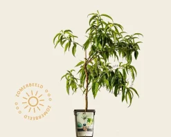 Prunus persica 'Ice Peach' - mini