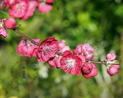 Prunus persica 'Melred' - laagstam