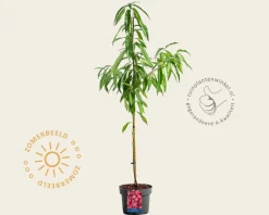 Prunus persica 'Melred' - laagstam