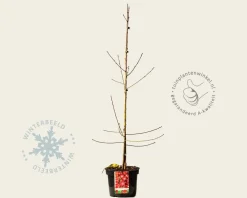 Prunus persica 'Melred' - laagstam