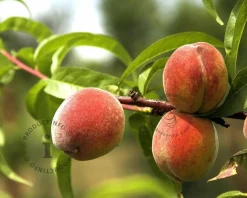 Prunus persica 'Peregrine' - halfstam
