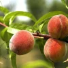 Prunus persica 'Peregrine' - laagstam