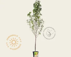 Prunus persica 'Peregrine' - laagstam
