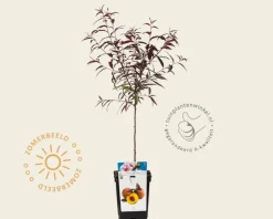 Prunus persica 'Rubira' - mini
