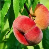 Prunus persica 'Saturn' - halfstam