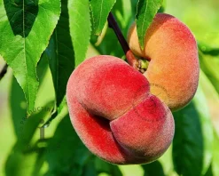 Prunus persica 'Saturn' - halfstam