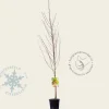 Prunus persica 'Saturn' - laagstam