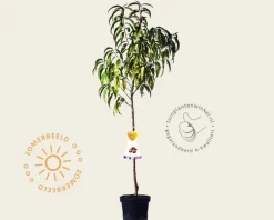 Prunus persica 'Saturn' - laagstam