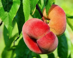 Prunus persica 'Saturn' - laagstam