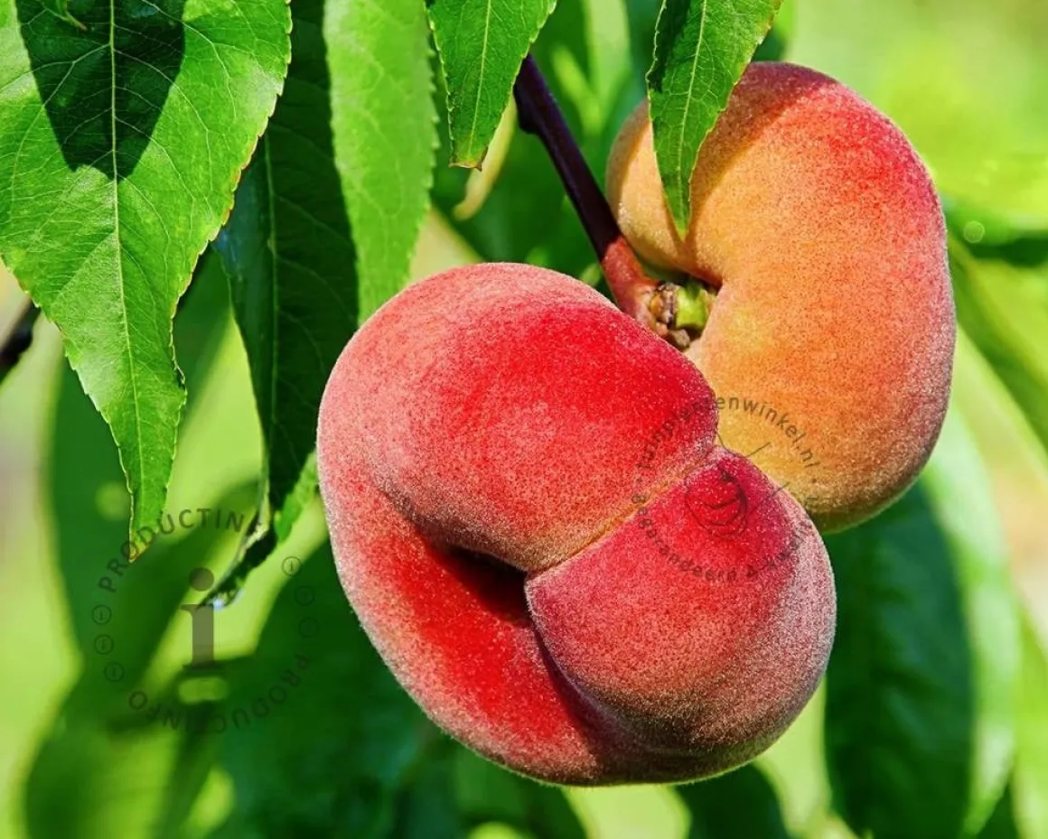 Prunus persica 'Saturn' - laagstam