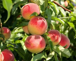 Prunus persica 'Suncrest' - halfstam