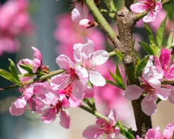 Prunus persica 'Suncrest' - mini