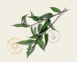 Prunus serrula - meerstammig
