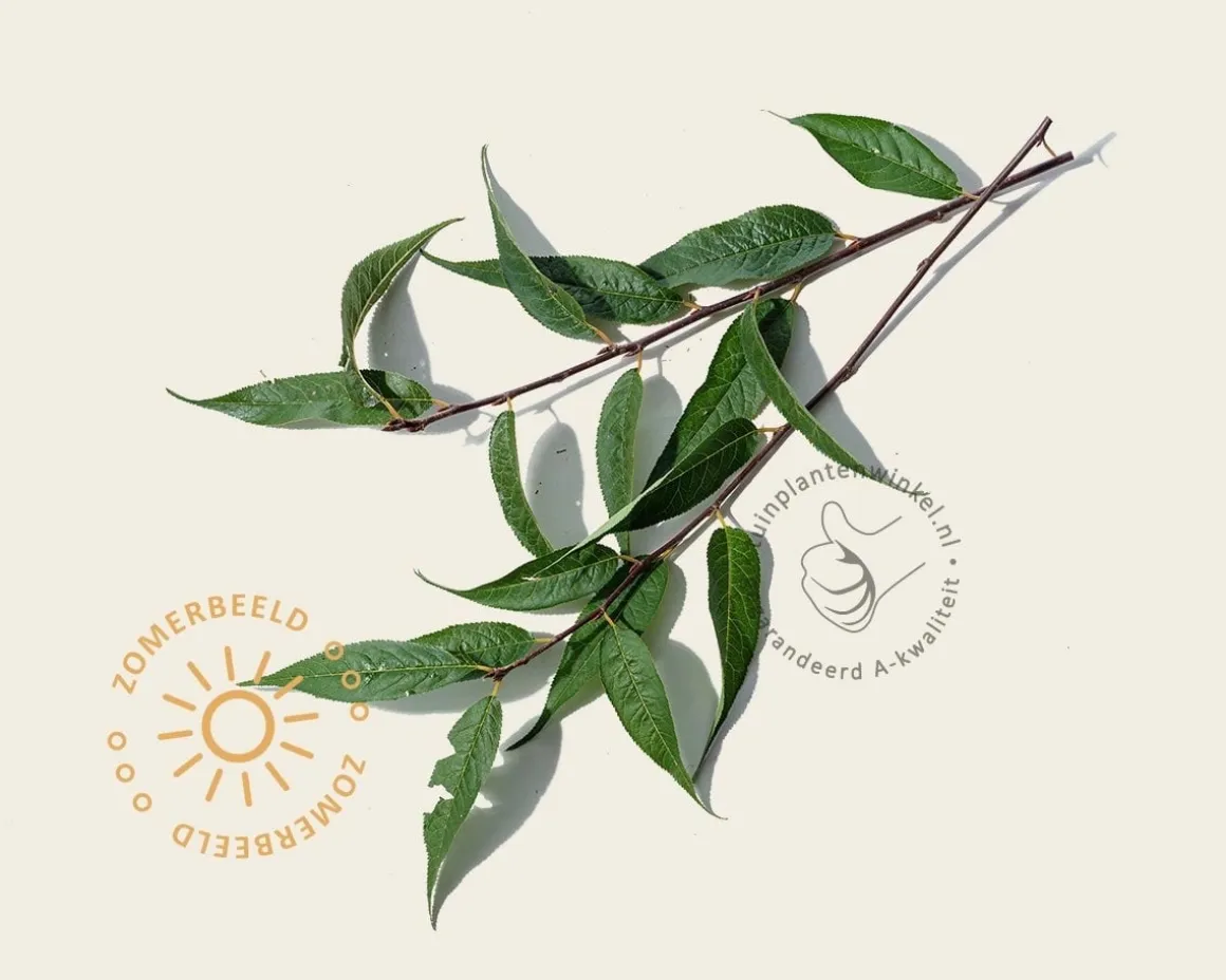 Prunus serrula - meerstammig
