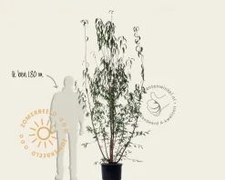 Prunus serrula - meerstammig