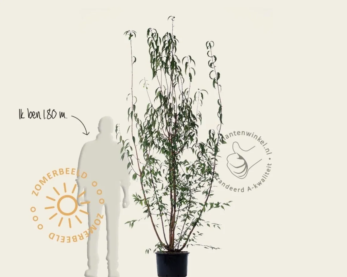 Prunus serrula - meerstammig
