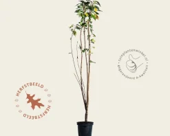 Prunus serrulata 'Amanogawa'