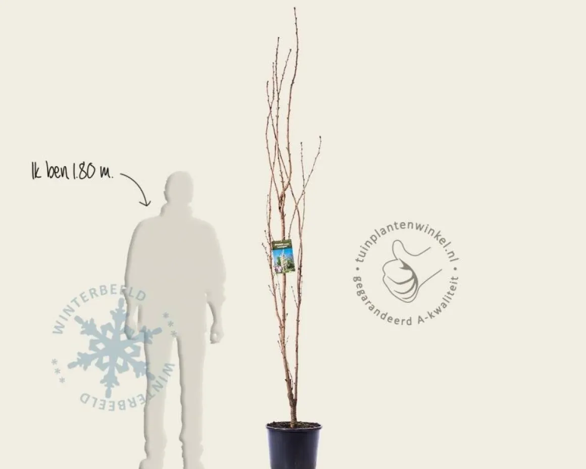 Prunus serrulata 'Amanogawa'