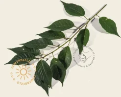 Prunus serrulata 'Kanzan'