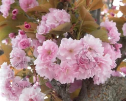 Prunus serrulata 'Kanzan'