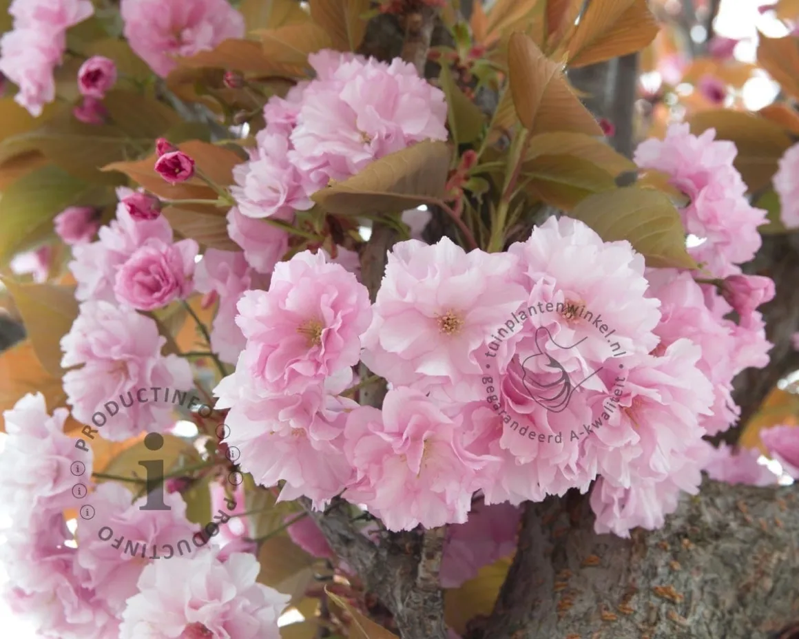 Prunus serrulata 'Kanzan' - 180 cm stam