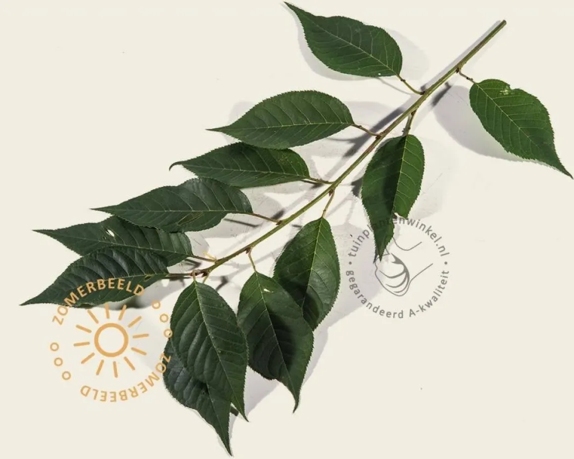 Prunus serrulata 'Kanzan' - 180 cm stam