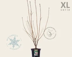 Prunus serrulata 'Kanzan' - XL